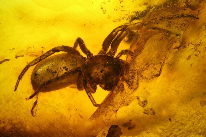 Detailed Fossil Jumping Spider (Araneae) In Baltic Amber - Rare #142226